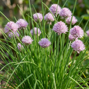 Fresh Chive Herb Plants (Set of 3 or 6)
