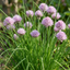 Set of 3 or 6 Fresh Chive Herb Plants, Hardy Perennial Live Herbs for Kitchen Garden, 1 Litre Root Ball