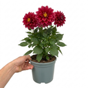 Dahlia Maggiore Fun Pomegranate Plant