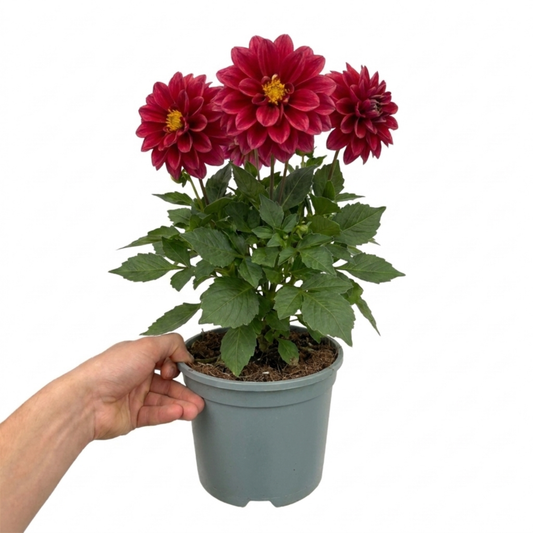 Potted dahlia held in a hand, three deep crimson double blooms with yellow centres, green leaves