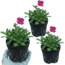 Arabis Barranca Deep Rose Plants (Set of 3 or 6)