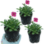 Set of 3 or 6 Large Plants - Arabis Barranca Deep Rose, Ready to Plant in Your Garden, 1L