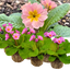 Set of 3 or 6 Large Plants - Polyanthus Stella Pink Champagne, Outdoor Garden Ready, 1L