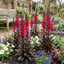 Set of 3 or 6 Lobelia Starship Bronze Leaf Upright Hardy Perennial Plants, Garden Ready, 1 Litre Root Ball