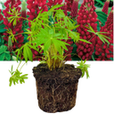 Lupin Legendary Red Shades Plant (2L Pot)