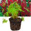 1 Large Plant - Lupin Legendary Red Shades, Outdoor Garden Ready, 2L Rootball