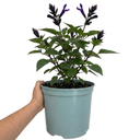 Salvia Sangoons Black & Bloom Plant (5L Pot)
