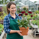 Lychnis atrosanguinea Plants (Set of 3 or 6)