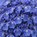 Rosemary ‘Blue Winter’ Herb Plants (Set of 3 or 6)