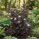 Physocarpus Sweet Cherry Tea Ninebark Plants