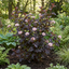 1 Physocarpus Sweet Cherry Tea Ninebark Plant, Hardy Deciduous Flowering Shrub, 3 Litre Root-Ball