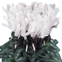 Cyclamen Flame White Plants (Set of 3 or 6)