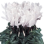 Set of 3 or 6 Large Plants - Cyclamen Flame White, Ready to Plant in Your Garden, 1L