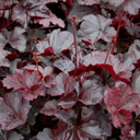 Heuchera Obsidian Plant (2L Pot)