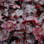 Heuchera Obsidian
