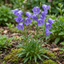 3 Campanula Persicifolia Caerulea Hardy Blue Bellflower Plants, Outdoor Garden Ready, 11cm Root-Ball