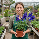 Delphinium Dark Blue Black Bee Tall Plants (Set of 3 or 6)