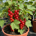Redcurrant Jonkheer Van Tets Fruit Bush Plant (2L Pot)
