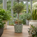 Mini Olive Tree in 1.5L Pot, 40–50cm, Nursery Pots