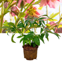 Hellebore Pink Beauty Plant (2L Pot)