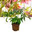 1 Large Plant - Hellebore Pink Beauty, Ready to Plant in Your Garden, 2L Pot