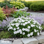 1 Large Plant - Dianthus Dart White, Ready to Plant in Your Garden, 2L Pot