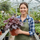 Heuchera Palace Purple Coral Bells Plants (Set of 3 or 6)