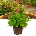 Heuchera Coral Forest Plant (2L Pot)