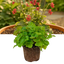 Heuchera Coral Forest