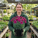 Cottage Pink Dianthus Sugar Plum Plants