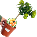 Mini Clementine Plant