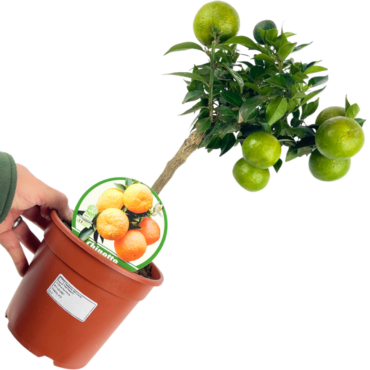 Clementine – Mini Evergreen Citrus Tree (15cm Pot)
