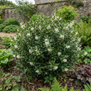 Osmanthus Burkwoodii Plants