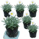 Rhodanthemum ‘Casablanca’ Moroccan Daisy Plants (Set of 3 or 6)