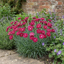 Cottage Pink Dianthus Sugar Raspberry Plant (5L Pot)