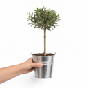 Mini Olive Tree in 1.5L Pot, 40–50cm, Nursery Pots