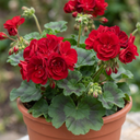 Geranium Calliope Landscape Fire Plants (Set of 3 or 6)