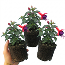 Fuchsia Tom Thumb Plants (Set of 3 or 6)