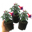 Set of 3 or 6 Large Plants - Fuchsia Tom Thumb, Ready to Plant in Your Garden, 1L Rootballs