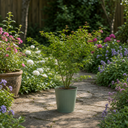 3 Litre Green Leaf Acer Tree, Nursery Pots, Outdoor Garden