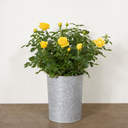 3Ltr Patio Rose Bush, Nursery Pots, Garden Ready