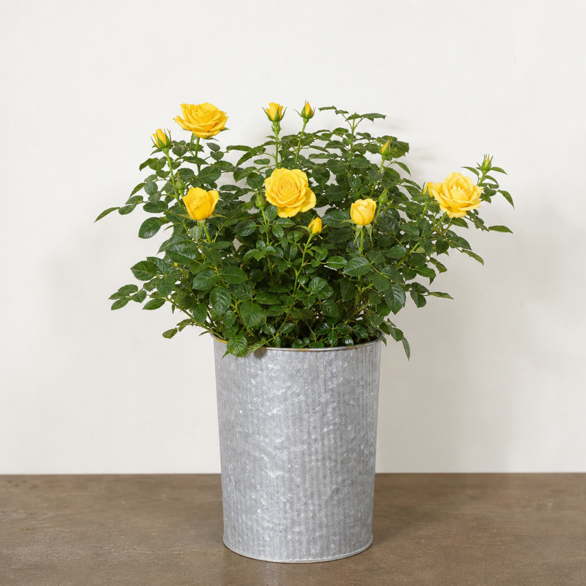 Patio Rose, Yellow – Compact Repeat Flowering Rose (3L Pot)