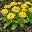 Calendula ‘Fiesta Yellow’ Plants (Set of 3 or 6)