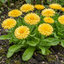 Set of 3 or 6 Garden Ready Plants – Calendula ‘Fiesta Yellow’, Ready to Plant