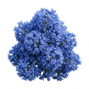 Ceanothus Yankee Point Plant (5L Pot)