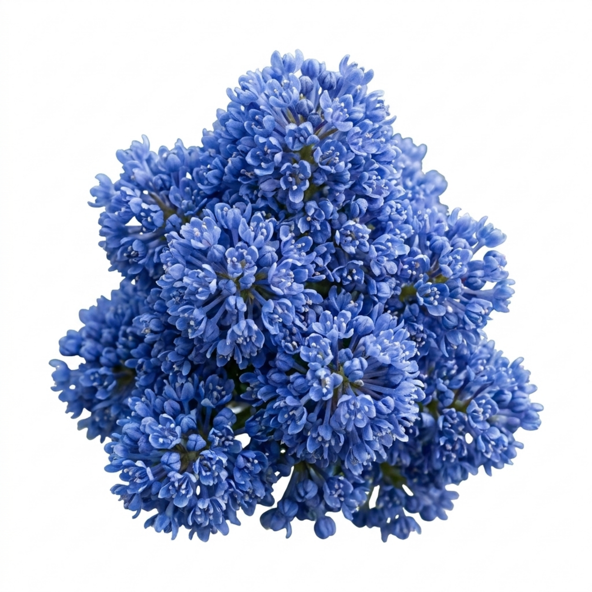 Ceanothus 'Yankee Point' (Californian Lilac) – Spreading Evergreen Shrub (7.5L Pot)
