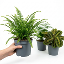 Boston Fern Plant (1L Pot)