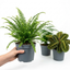 3 Live Indoor Plants - Boston Fern, Asparagus Fern & Maranta Prayer Plant Collection, 1Ltr Root Ball