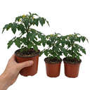 Premium Grafted Trilly Tomato Plants (Set of 3 or 6)