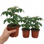 Set of 3 or 6 Premium Grafted Trilly Tomato Plants, High Yield Vegetable Plants, Ready to Plant, Outdoor Garden Ready, 1L Root Ball